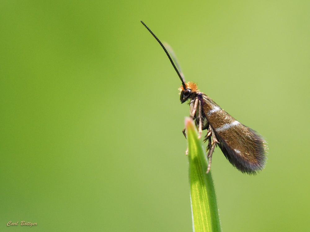 Rotschopf - Micropterix aruncella