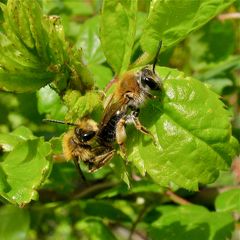 Rotschopfige Sandbiene (Andrena haemochroa), Düsseldorf, 17.4.2012 (Bild 1 von 4)