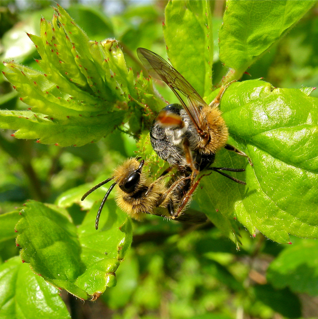 Rotschopfige Sandbiene (Andrena haemochroa), Düsseldorf, 17.4.2012 (Bild 2 von 4)