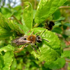 Rotschopfige Sandbiene (Andrena haemochroa), Düsseldorf, 17.4.2012 (Bild 3 von 4)