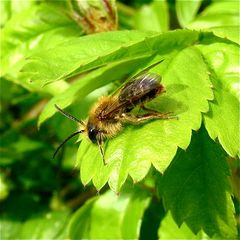 Rotschopfige Sandbiene (Andrena haemochroa), Düsseldorf, 17.4.2012 (Bild 4 von 4)