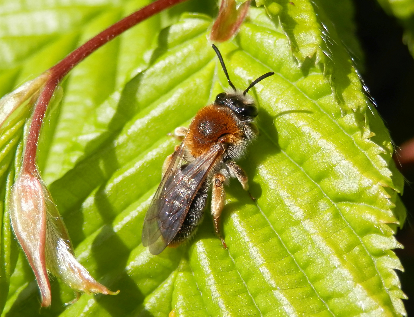 Rotschopfige Sandbiene (Andrena haemorrhoa)