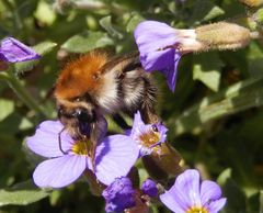 Rotschopfige Sandbiene (Andrena haemorrhoa) auf Blaukissen