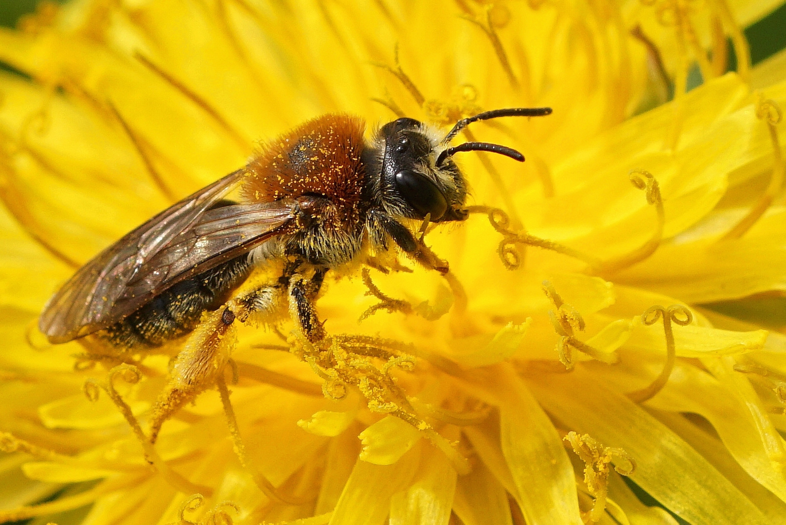 Rotschopfige Sandbiene (Andrena haemorrhoa) auf Löwenzahn