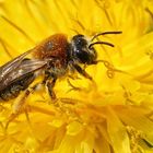 Rotschopfige Sandbiene (Andrena haemorrhoa) auf Löwenzahn