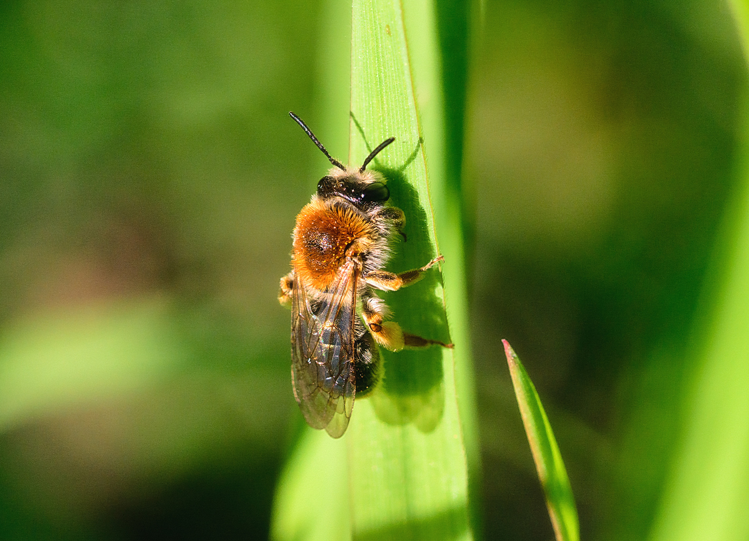 Rotschopfige Sandbiene (Andrena haemorrhoa), mining bee