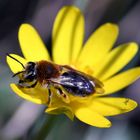 Rotschopfige Sandbiene oder Rotschwanz Sandbiene