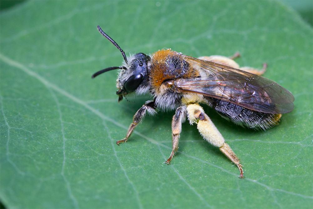 Rotschopfige Sandbiene, Weibchen