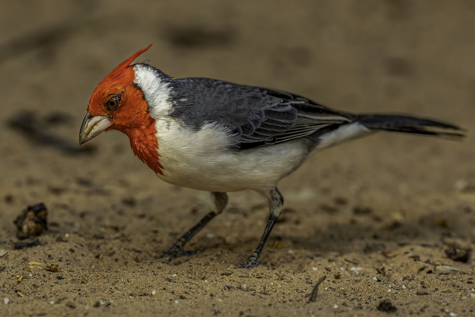 Rotschopftangare (Red-crested Cardinal)