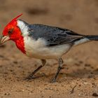 Rotschopftangare (Red-crested Cardinal)