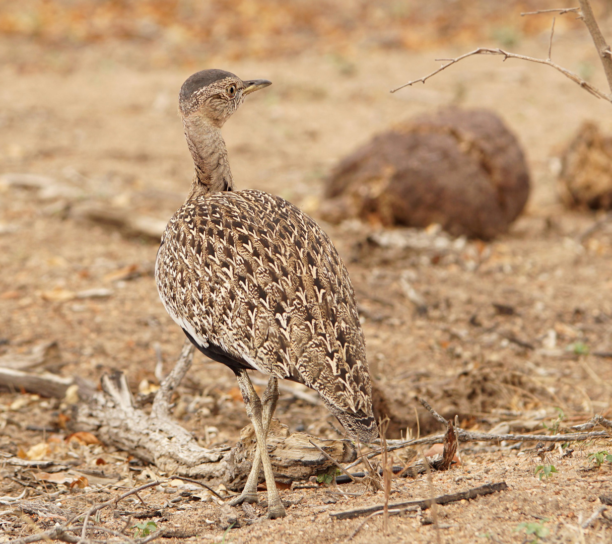 Rotschopftrappe (Lophotis ruficrista, Red-crested Korhaan)