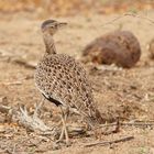 Rotschopftrappe (Lophotis ruficrista, Red-crested Korhaan)