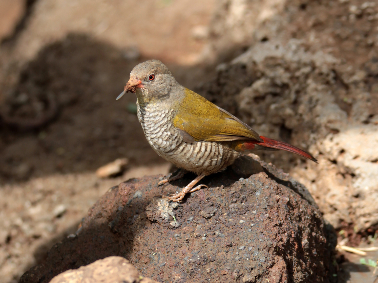 Rotschulter-Kuckuckswürger in Kenia