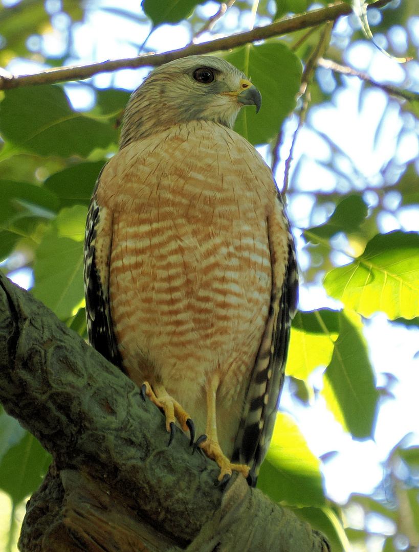 Rotschulterbussard