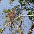 Rotschulterbussard in Florida