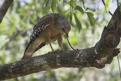 Rotschulterbussard mit Schlange