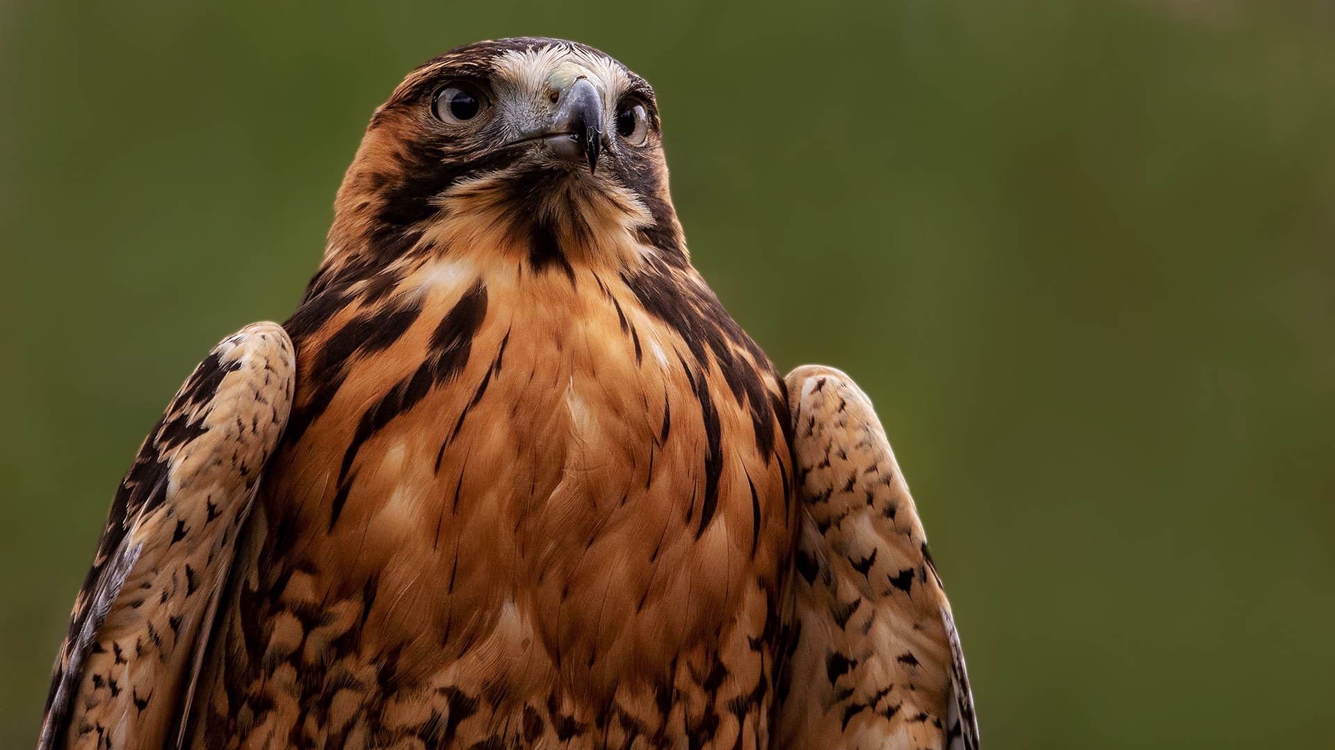 Rotschulterbussard-Portrait 006