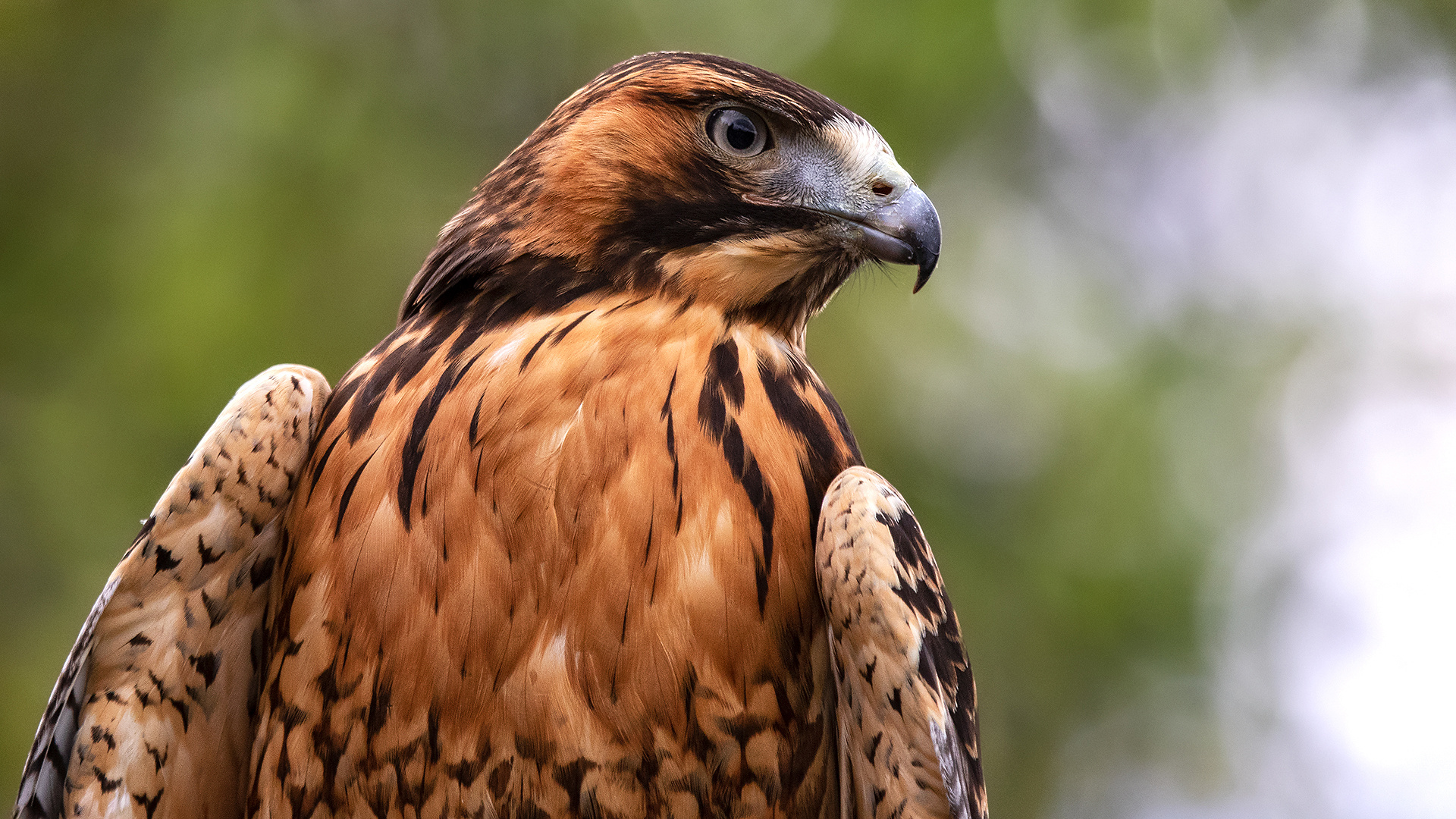 Rotschulterbussard-Portrait 