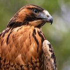 Rotschulterbussard-Portrait 