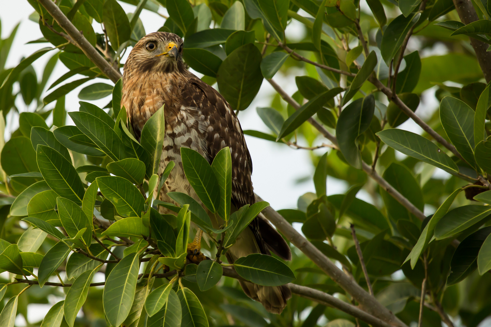 Rotschulterbussard (Red-shouldered Hawk)