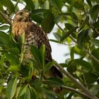 Rotschulterbussard (Red-shouldered Hawk)