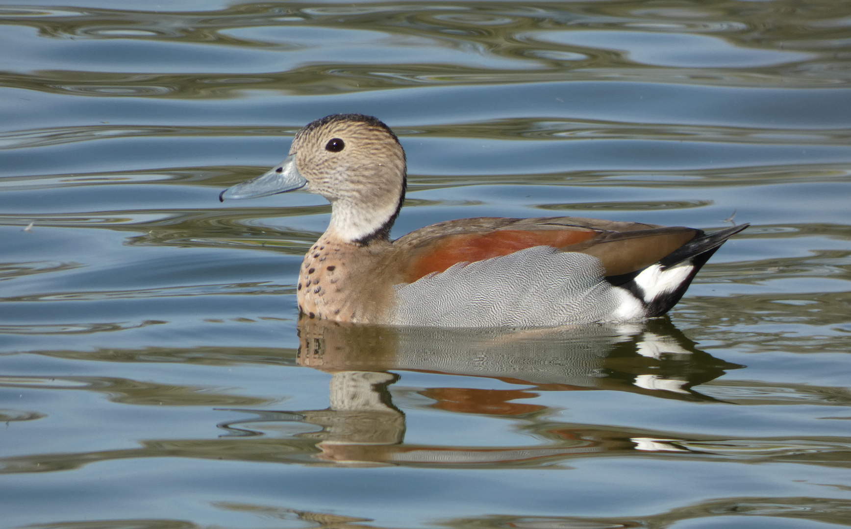 Rotschulterente (Callonetta leucophrys)