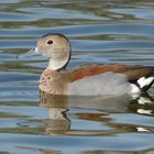 Rotschulterente (Callonetta leucophrys)