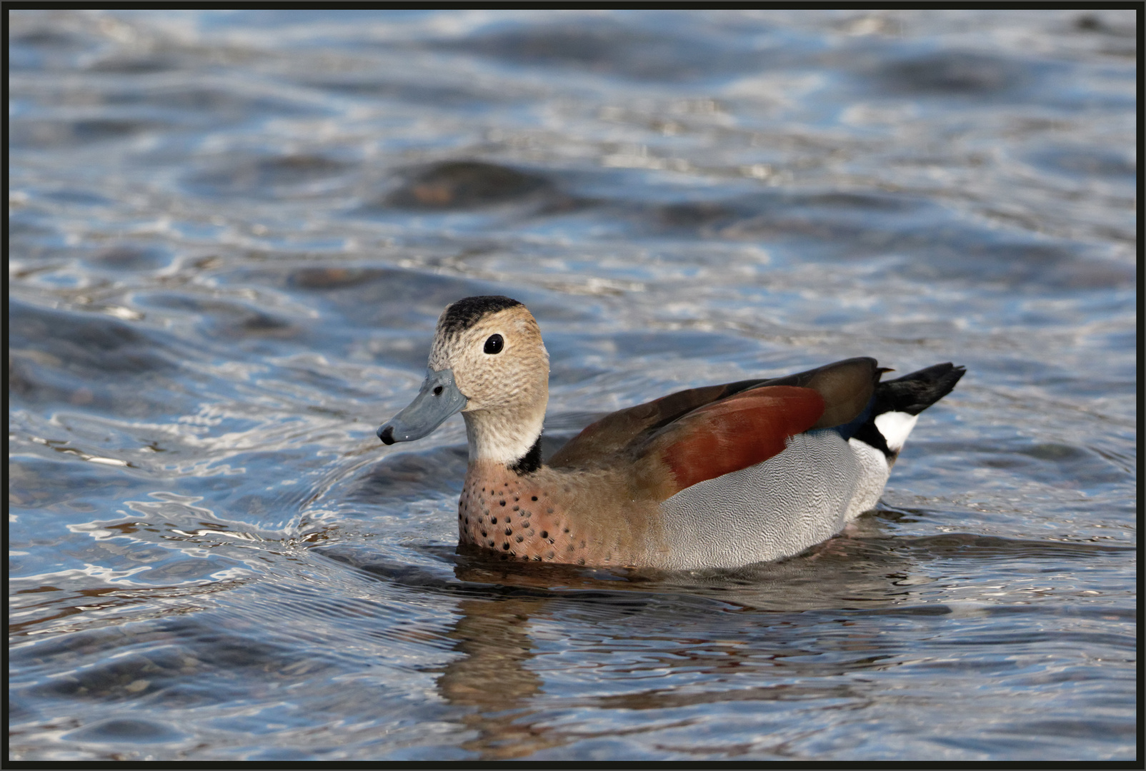 Rotschulterente (Callonetta leucophrys)