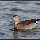 Rotschulterente (Callonetta leucophrys)