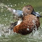 Rotschulterente/Fuchs Löffelente??? beim Baden 013 