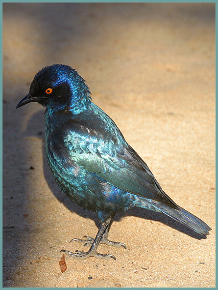 Rotschulterglanzstar - Glossy Starling - Lamprotornis nitens