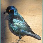 Rotschulterglanzstar - Glossy Starling - Lamprotornis nitens