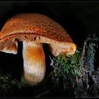 Rotschuppige Rauhkopf (Cortinarius bolaris)