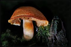 Rotschuppige Rauhkopf (Cortinarius bolaris)