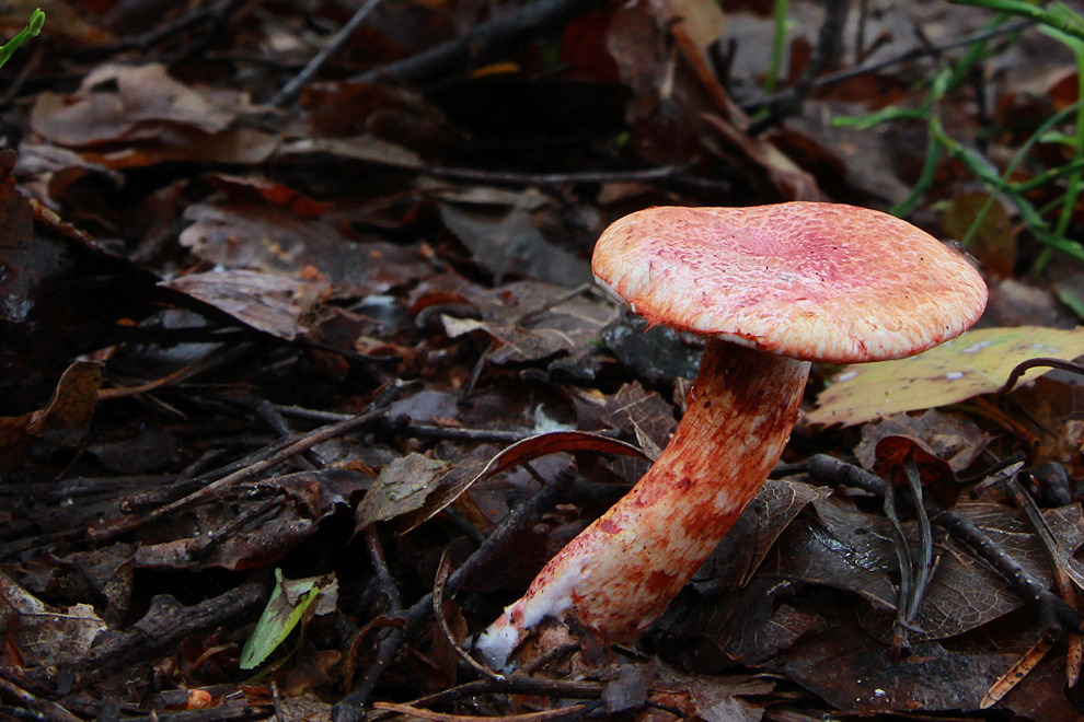 Rotschuppiger Rauhfuß (Cortinarius bolaris)