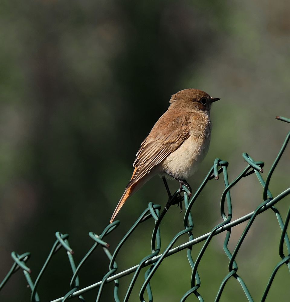 Rotschwänzchen Foto & Bild tiere, wildlife, wild lebende vögel Bilder