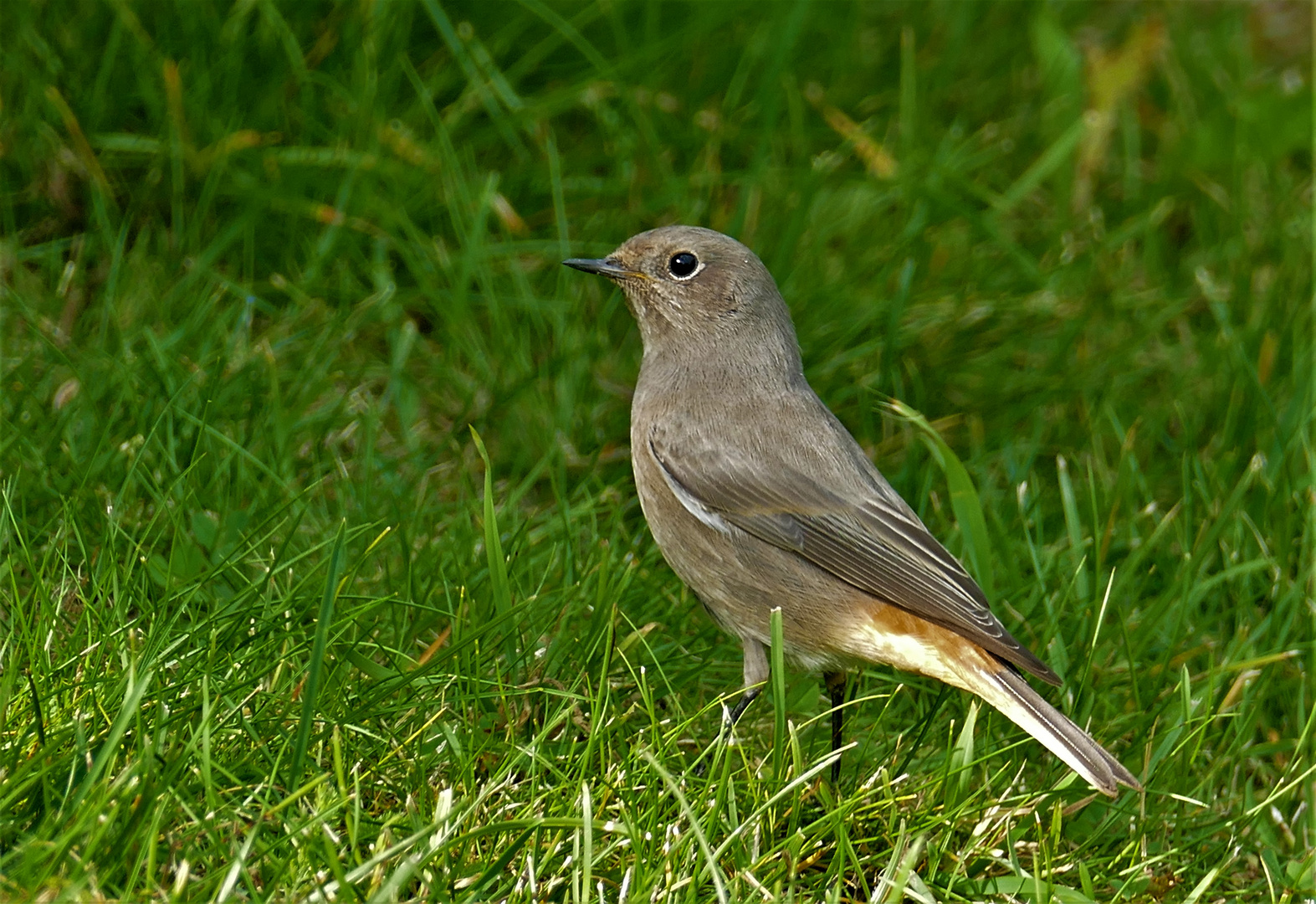 Rotschwänzchen