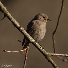 Rotschwänzchen