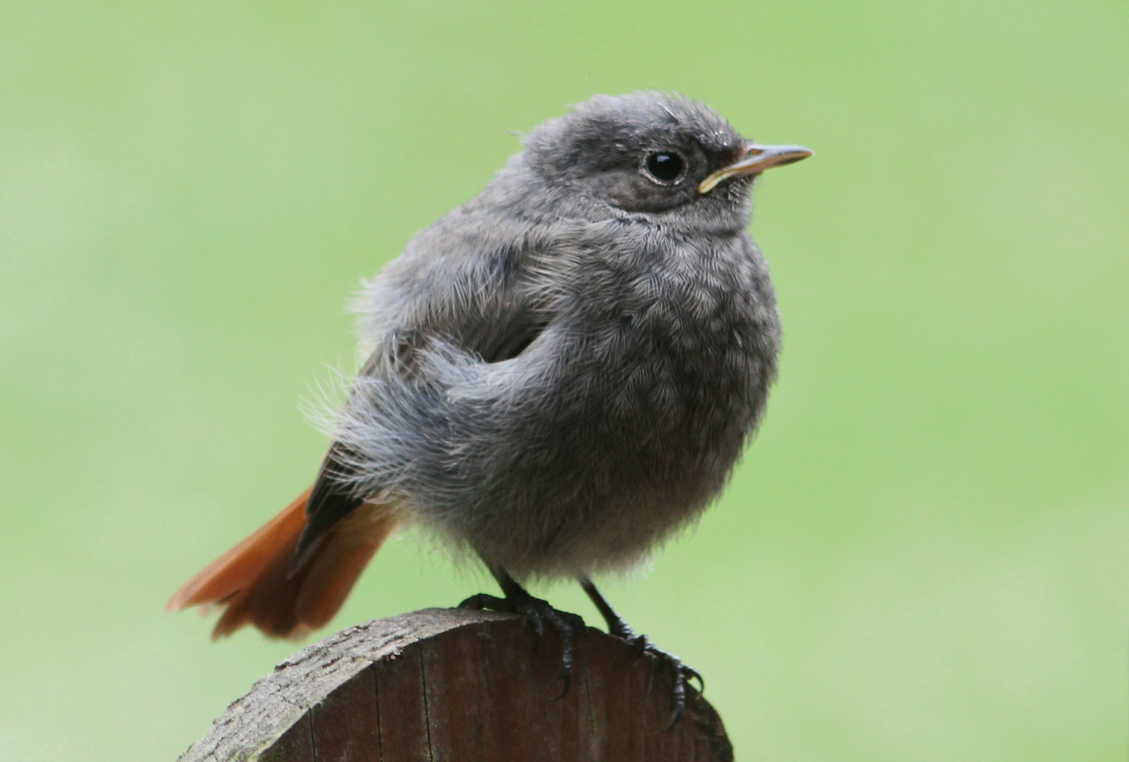 Rotschwänzchen