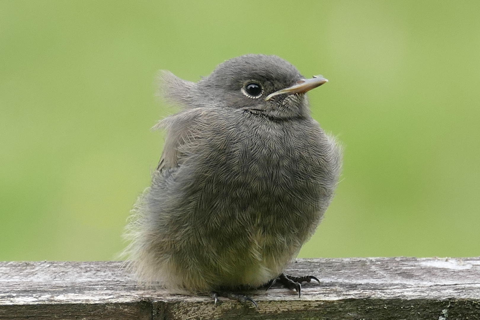 Rotschwänzchen