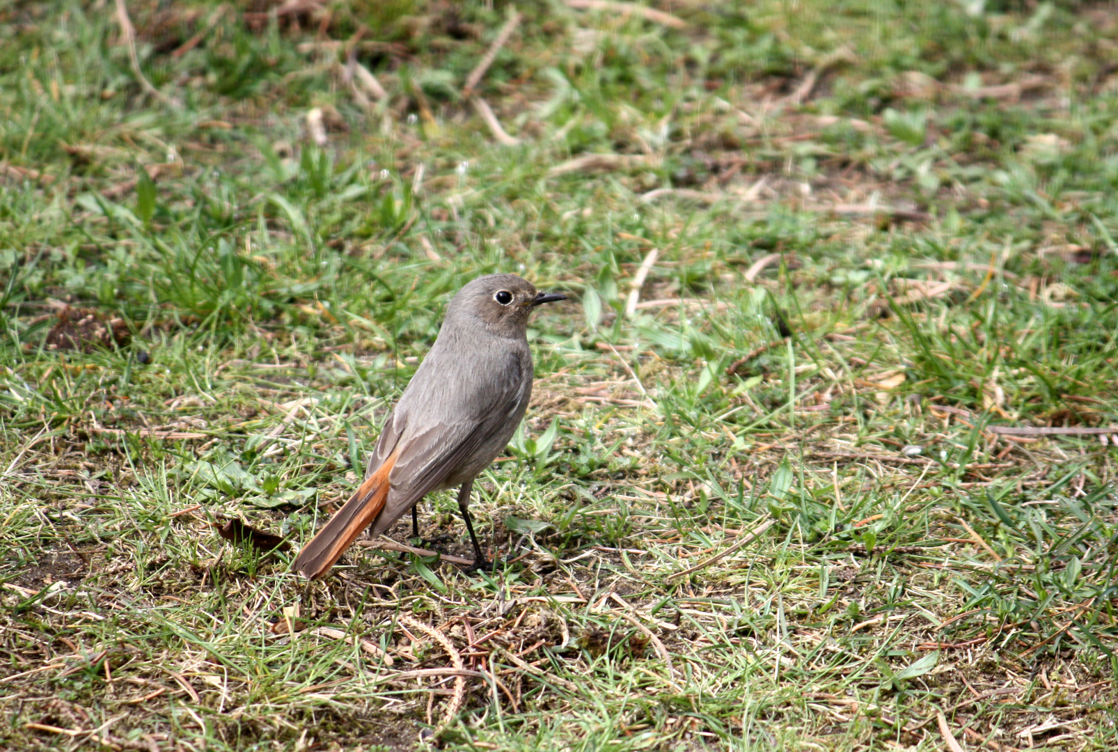 Rotschwänzchen