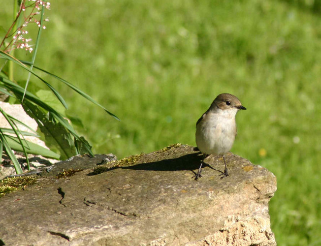 Rotschwänzchen am Teich