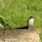 Rotschwänzchen am Teich