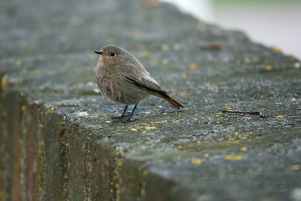 Rotschwänzchen auf der Mauer