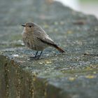 Rotschwänzchen auf der Mauer