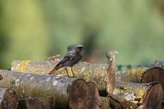 Rotschwänzchen auf Futtersuche