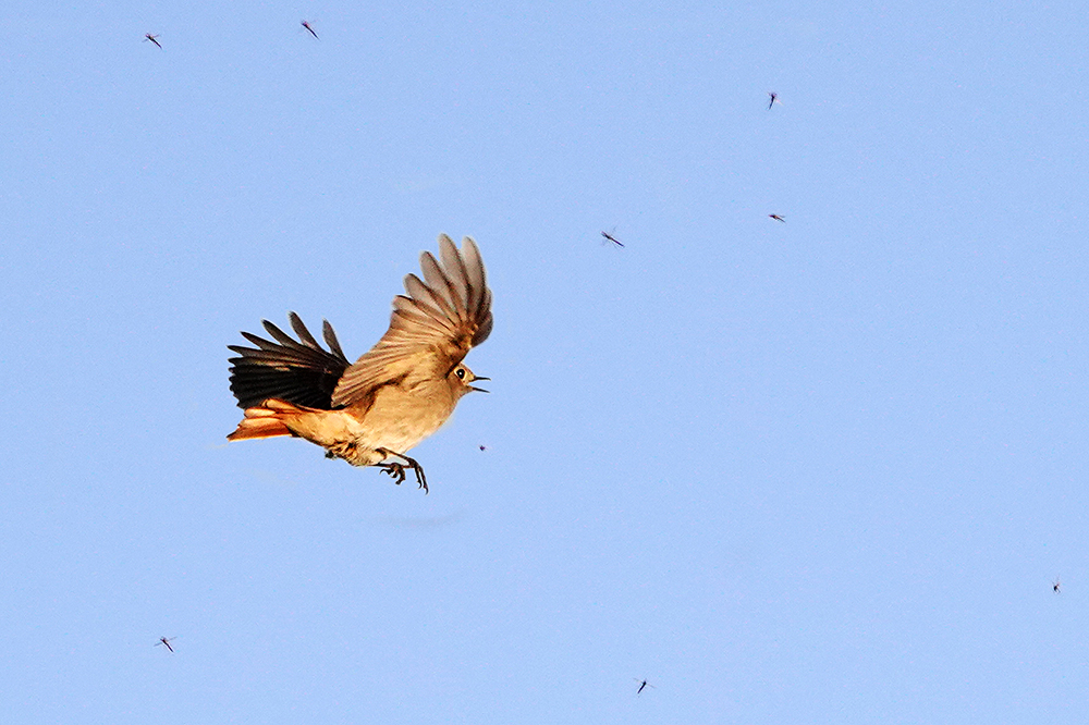 Rotschwänzchen auf Insektenjagd