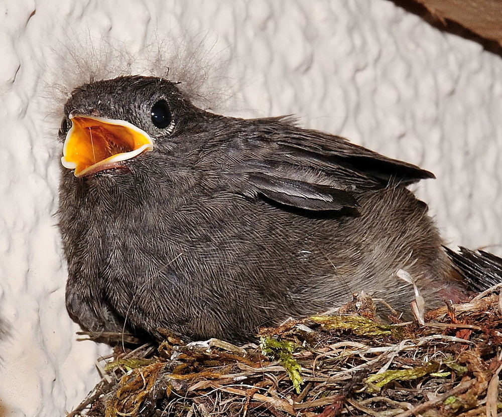 Rotschwänzchen Baby