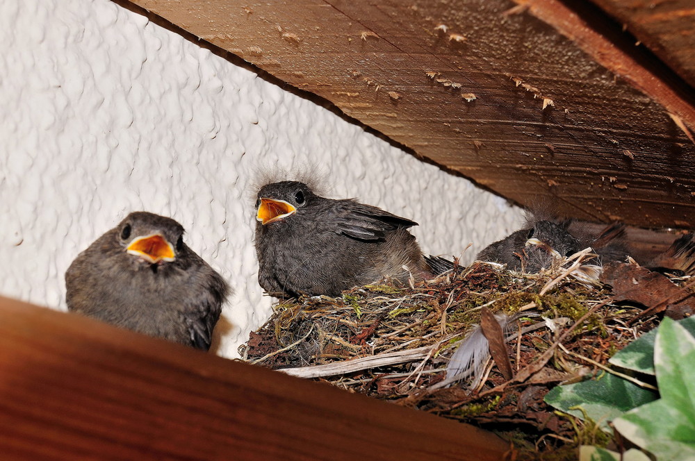 Rotschwänzchen Babys