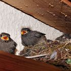 Rotschwänzchen Babys